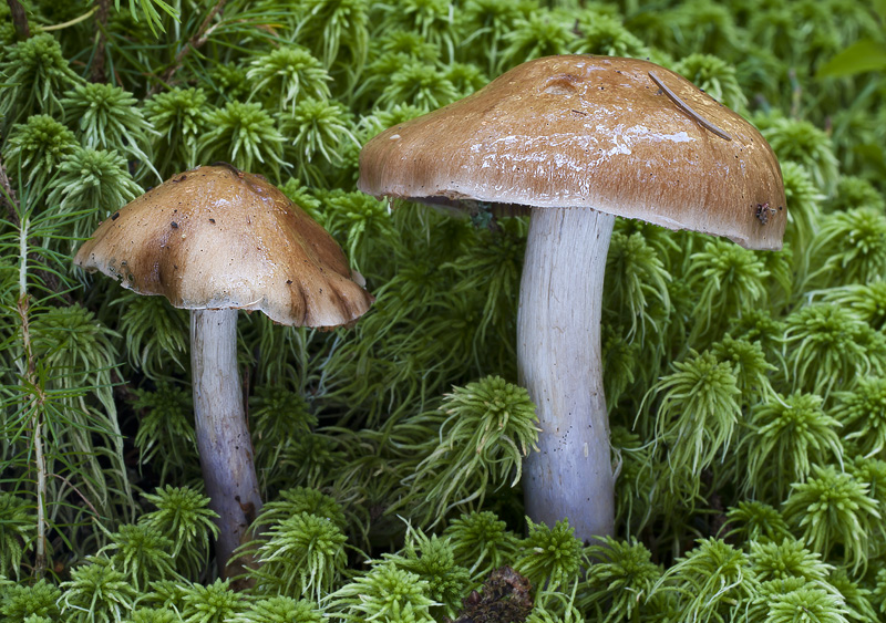 Cortinarius stillatitius